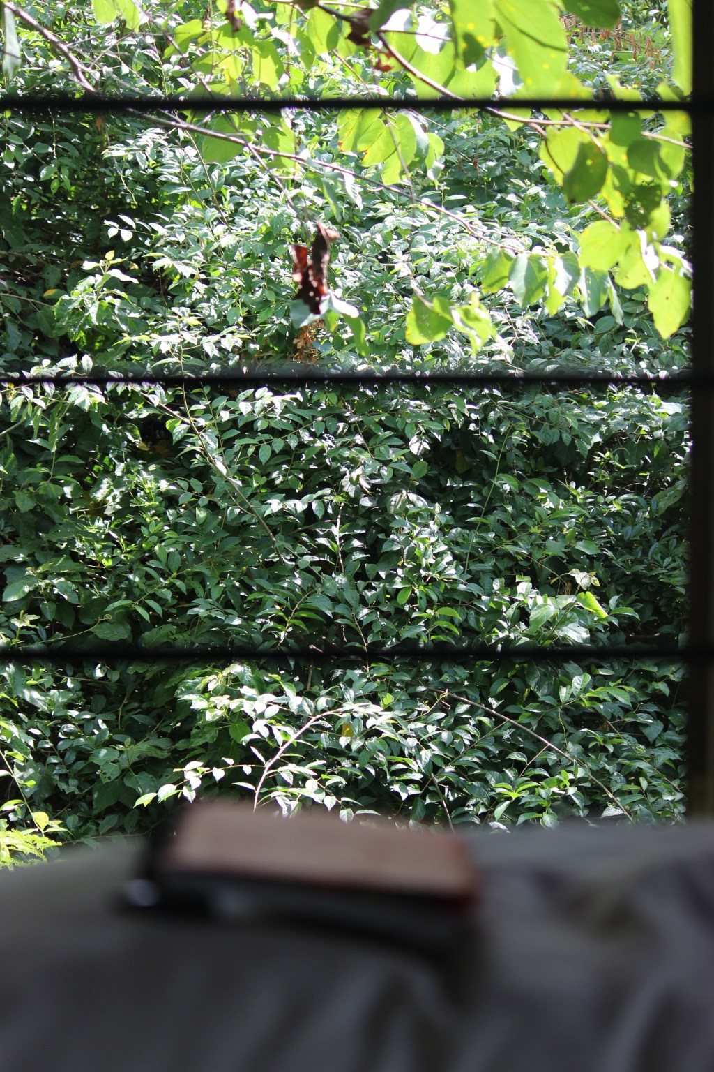 Wandering Memories in&nbsp;2015!